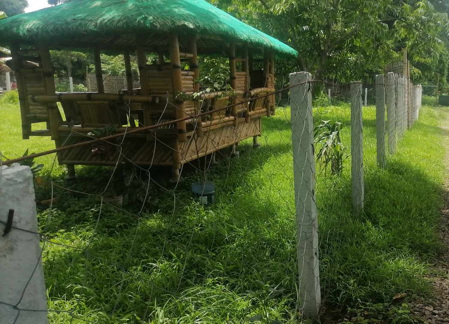 FARM LOT WITH FRUIT BEARING TREES