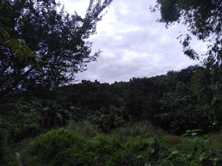 For Sale Agro-Industrial Farm Aringay, La Union: 28.54 Hectares