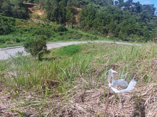 Pinewoods Sta. Lucia  subdivision 409 sq.m. overlooking lot at Baguio City