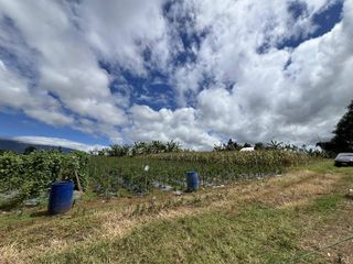 1.56 hectare Luna , Claveria Farmland for Sale