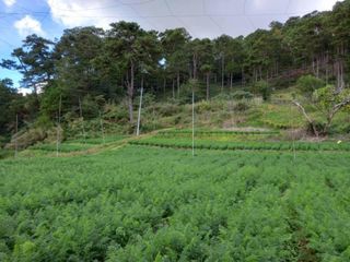FARM LOT FOR SALE  IN LOS-OC, TUBLAY, BENGUET