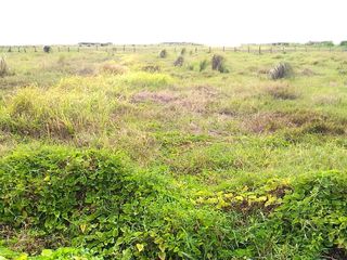 Industrial Lot near Airport NAIA Accessible to Trucks For Sale at Paranaque City