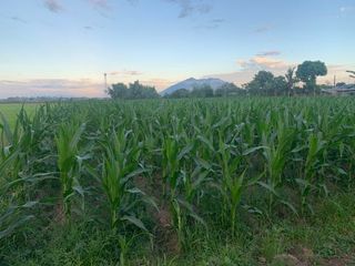 ₱ 2,500/sqm |Vacant lot for sale| 9.6 Hectares|Mabalacat, Pampanga