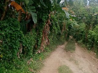 11000 sqm Farm Land with Fruitbearings Trees For Sale in Tanauan City