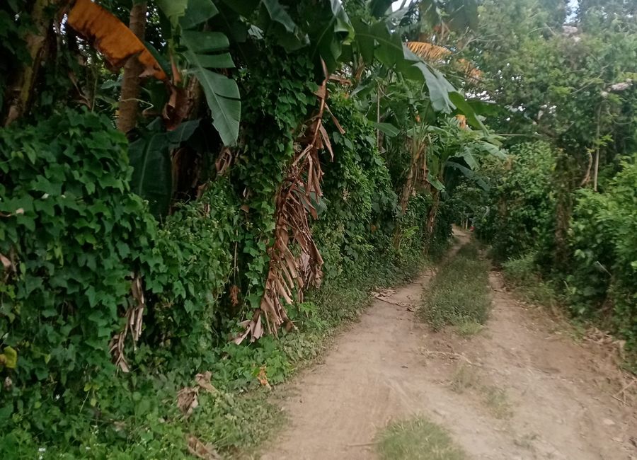 11000 sqm Farm Land with Fruitbearings Trees For Sale in Tanauan City