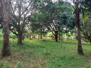 Mango Farm Lot for Sale very near Alfonso and Tagaytay City, Indang