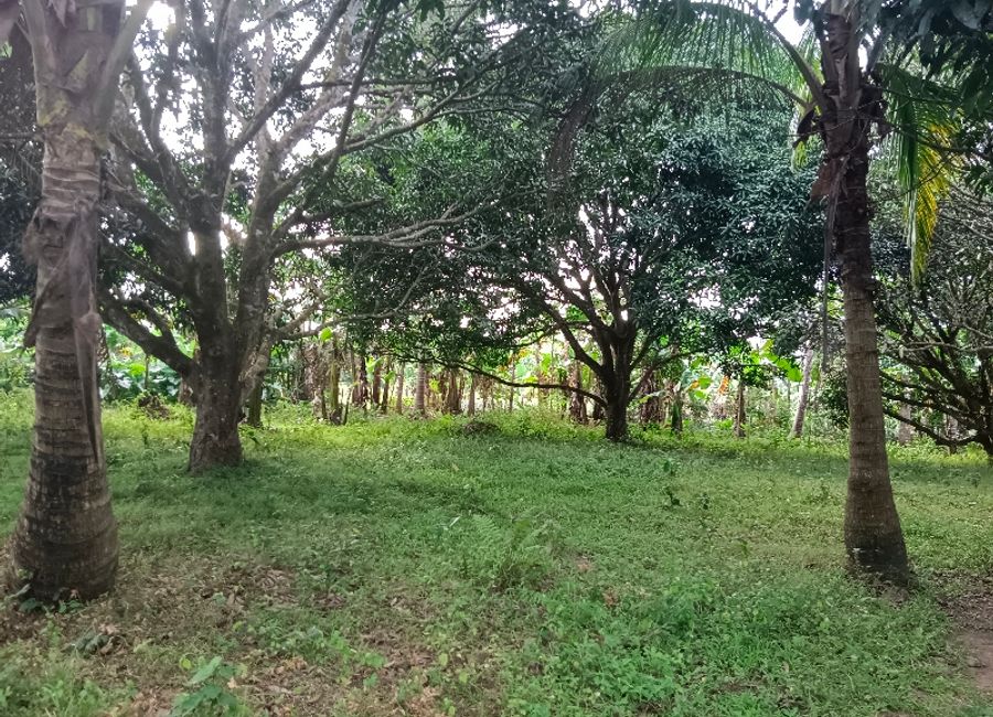 Mango Farm Lot for Sale very near Alfonso and Tagaytay City, Indang