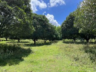 Farm Lot with Fruit-Bearing Trees for Sale in Taysan, Batangas