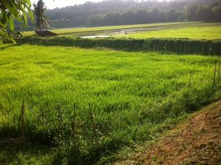 For Sale Rice Land Along the Highway in San Simon, Pampanga