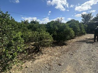 Kalamansian farm  for Sale in Brgy. La Piñas, Peñeranda Nueva Ecija