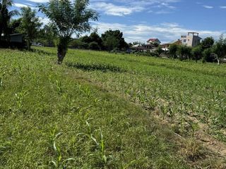 Agriculture Land Ilocos Norte Cornlands/Vegetable Lands