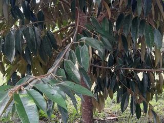 1 HECTARE DURIAN FARM IN CALINAN
