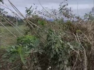 Agricultural Lot 12,342 sqm in Pabanlag Floridablanca, Pampanga for Sale
