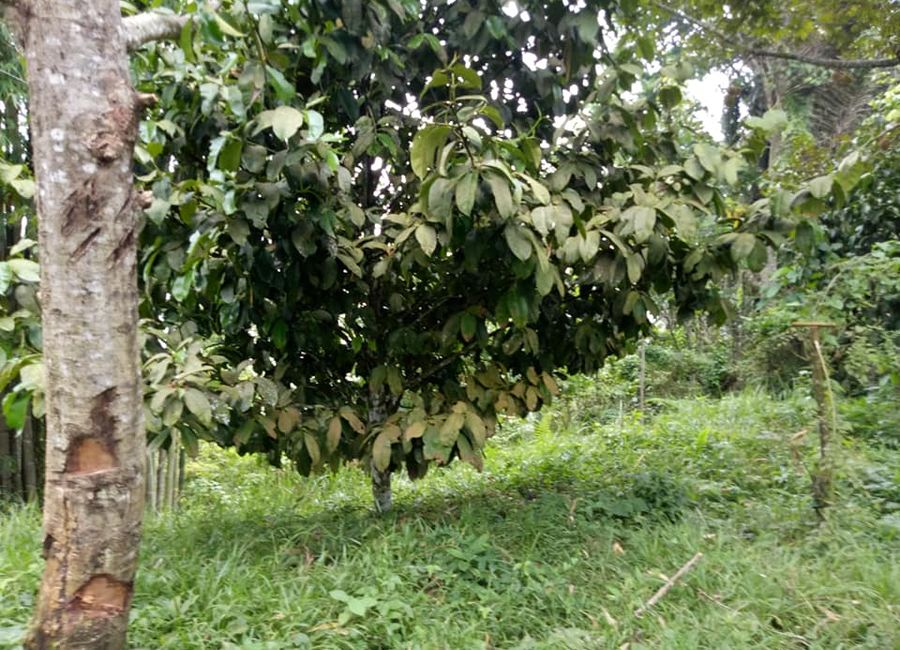 Overlooking Farm Lot with Foggy Hillside in Toril Davao City, 5000 sqm @P8M