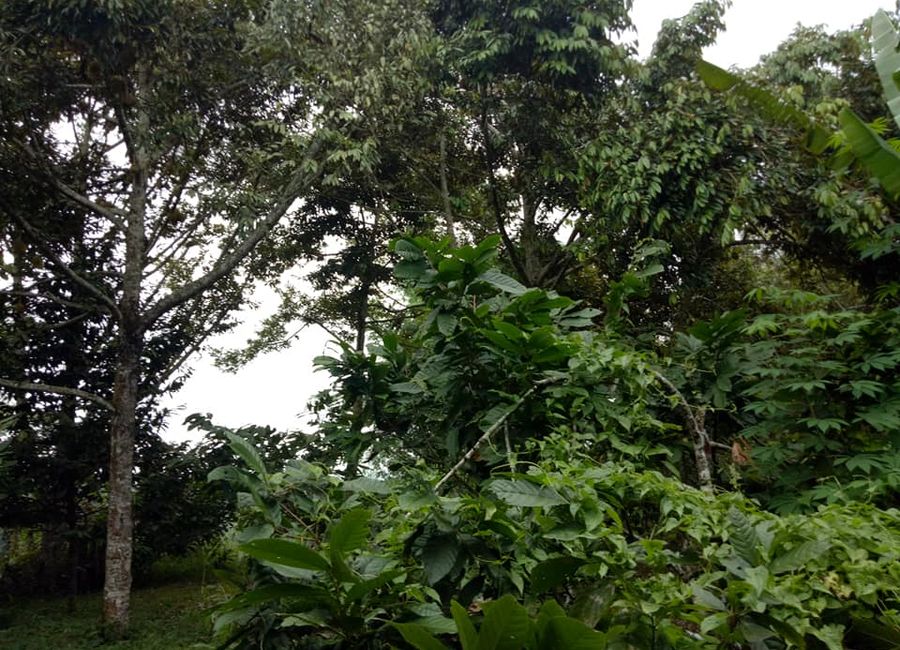 Overlooking Farm Lot with Foggy Hillside in Toril Davao City, 5000 sqm @P8M