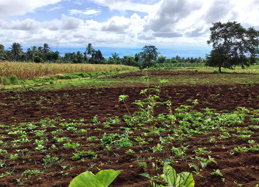 For Sale Overlooking 9 HECTARES Land Near Eden, Toril Davao @Php 800/sqm