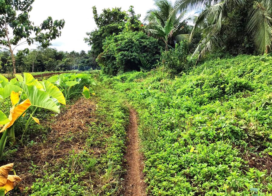 For Sale Overlooking 9 HECTARES Land Near Eden, Toril Davao @Php 800/sqm