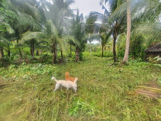 Beach Lot For Sale at the Back of S.O.S. Gym in Malinao, General Luna, Siargao