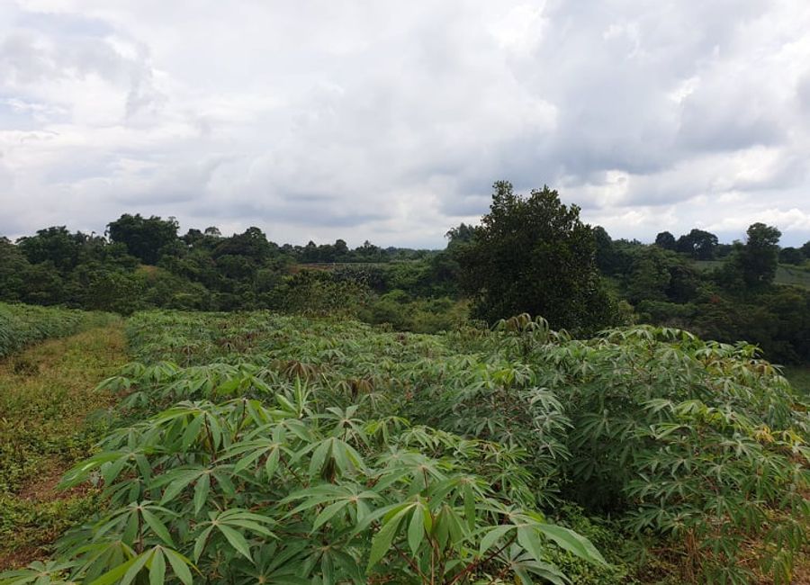 For Sale 2.5 Hectares Farmland at Brgy. Nangka, Libona, Bukidnon
