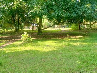 lot with mango trees in Babak Samal Island for Sale