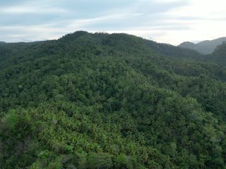 Coconut Land Bicol Camsur 100 hectares