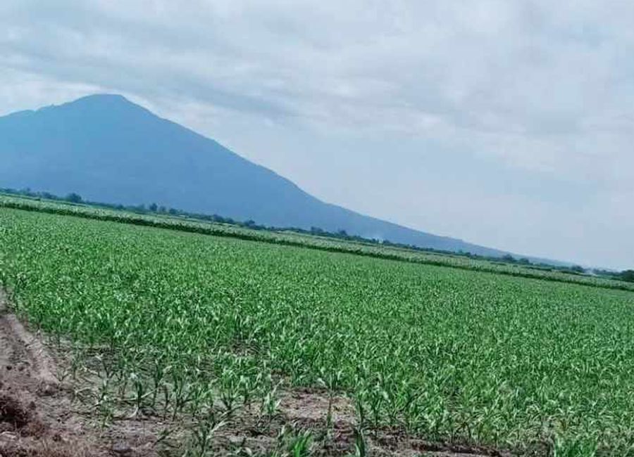Farm Lot 5.5 Hectares in Brgy. Castillo Concepcion, Tarlac for Sale
