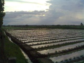 Bacolor Pampanga Agricultural Vacant Lot For Sale
