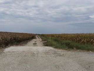 FLAT AGRICULTURAL LAND IN TARLAC FOR SALE