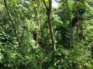 4.8 Hectares Farm Lot for Sale in Brgy. Onica, Kidapawan, Cotabato