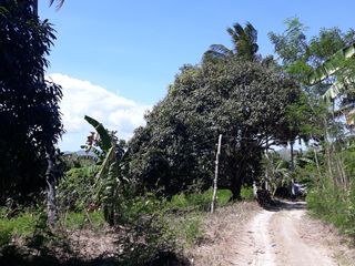 CARCAR LOT FOR SALE 134,173 sqm LOT AREA