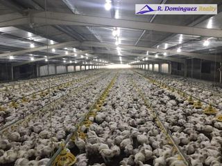 Poultry Farm Tunnel Vent Poultry