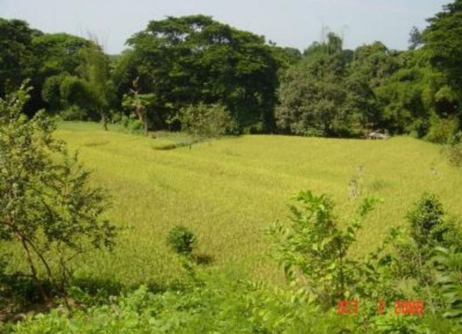 Agricultural Lot for Sale in Bauang, La