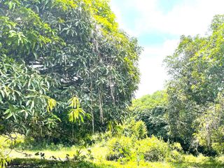 Prime 2.51-Ha Orchard & Agricultural Investment Land for Sale | Bilogo, Batangas City