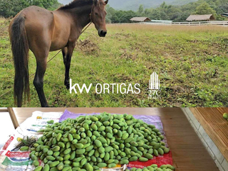 Only 1,100/sqm! 8 Hectare Mango Farm for Sale in Nasugbu