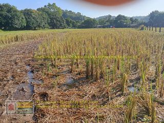 Versatile Agricultural/Residential Lot in Pagdalagan Norte, San Fernando City, La Union