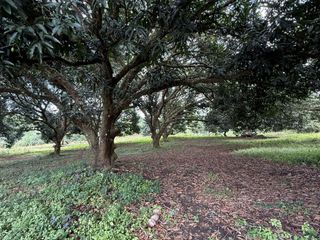 Indang Farm Lot For Sale