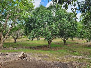 Mango Farm For Sale in San Juan Batangas
