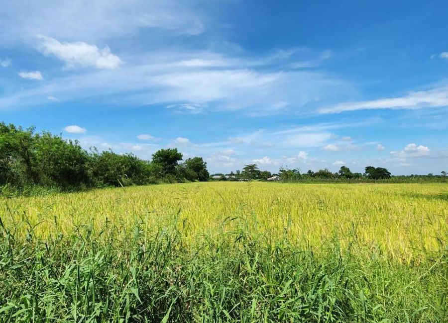 6,600 sqm Sctex Tarlac City Agriculture Land near Cresendo Ayala