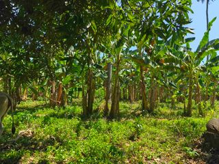 Titled Farm  lot  with fruit bearing trees along National Road Talavera Toledo City , CEBU