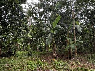 Small Farm - Residential Lot in Alfonso Cavite, Near Tagaytay with fruit bearing trees