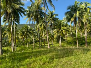 For Sale TITLED FARM LOT  CEBU SOUTH Argao