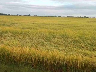 Nueva Ecjia, 1000-4000 hectares rice land for sale