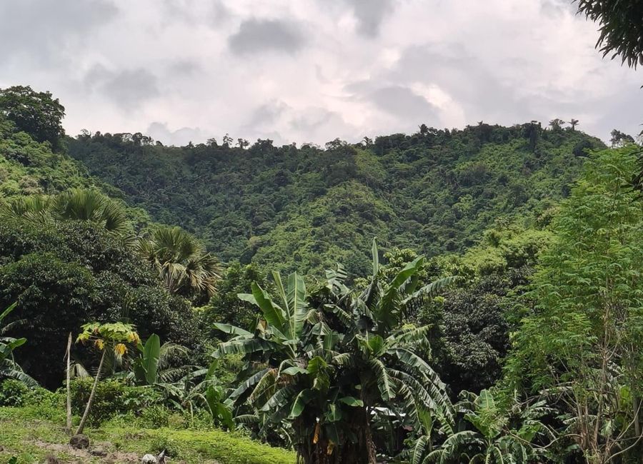 1 Hectare Lot for Sale in Pililia Rizal