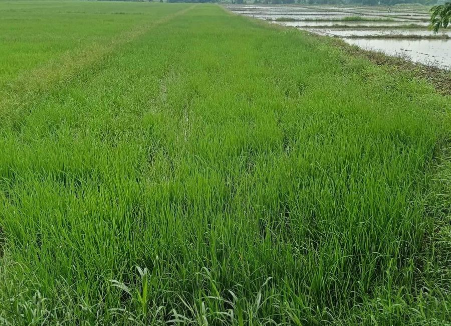 Farm Lot 2,929 sqm Clean title for Sale in Capas Tarlac