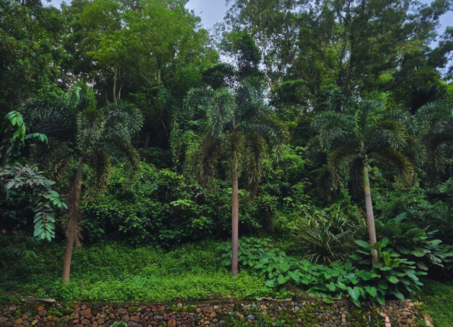 Prime Lots for Sale in Parkridge Estates Antipolo – Scenic Hillside Location