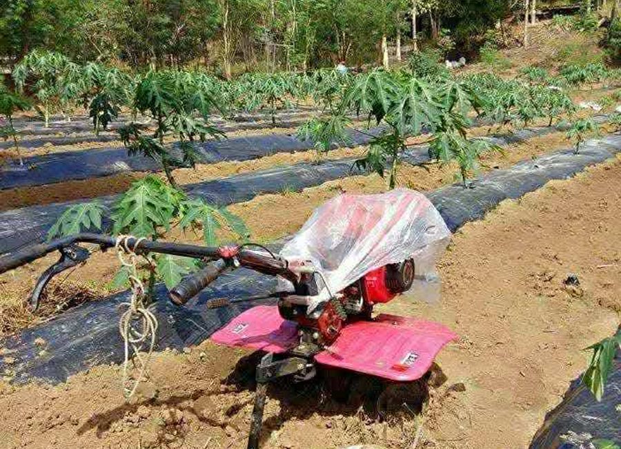 Orchard in Rosario La Union