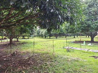 1.5-hectare Mango Farm for sale in San Juan, Batangas