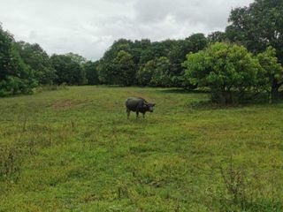 FOR SALE: Income-Generating Agricultural Estate in Jones, Isabela