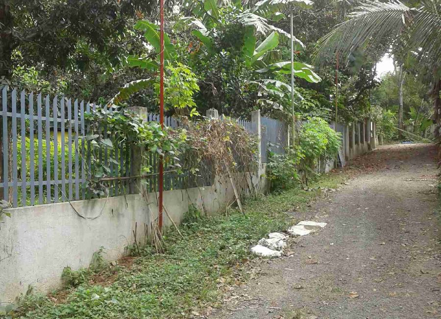1000 sqm. Farm Lot For Sale Clean Title Indang Cavite