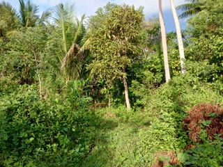 Farm Lot for Sale at Del Gallego Camarines Sur Bicol near main road